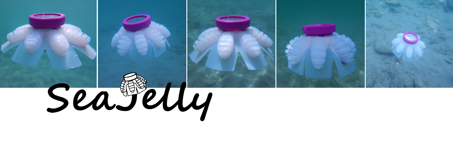 Sea Jelly Sea Jelly