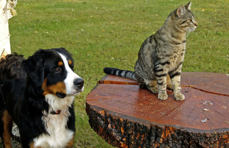 Dog & Cat